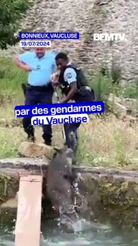Les images de trois sangliers sauvés de la noyade par des gendarmes du Vaucluse