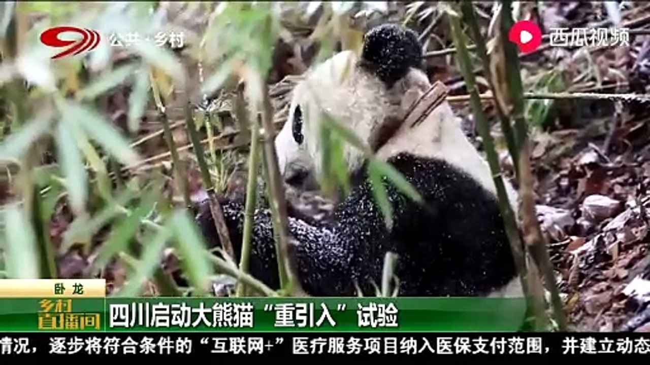 Dân số gấu trúc khổng lồ ở Tứ Xuyên vượt quá 600, và việc "giới thiệu lại" cho phép gấu trúc khổng lồ được thả vào vùng Toutiao hoang dã