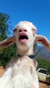 Funny Videos comedy videos Fails video TikTok Live