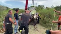 Cavallo salvato dai vigili del fuoco a Ravenna, era finito nel canale