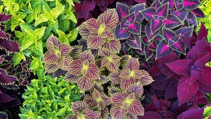 Is Coleus a Perennial or Annual? Here's How to Grow It Both Ways