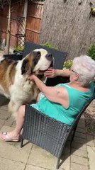 Grandma Tries to Stop Gigantic Saint Bernard From Kissing Her