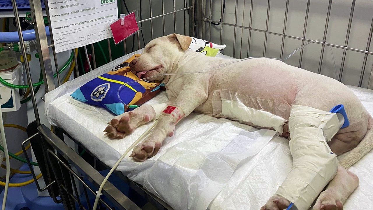 Cachorro resgatado de sinistro de trânsito no Pina recupera-se de cirurgia