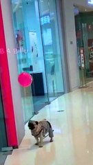 Baby Dogs 01   Funny Dog Videos Compilation