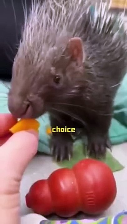 A Women Gave To Water  To A  Porcupine 