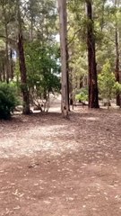 Bal To Don Vil Thirty Four