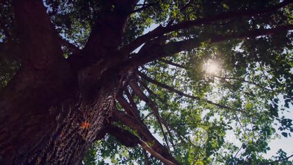 Unveiling the Mysterious Shadow