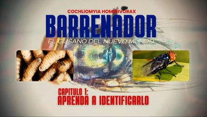 Reportaje especial, Barrenador El Gusano del Nuevo Mundo, Capítulo 1