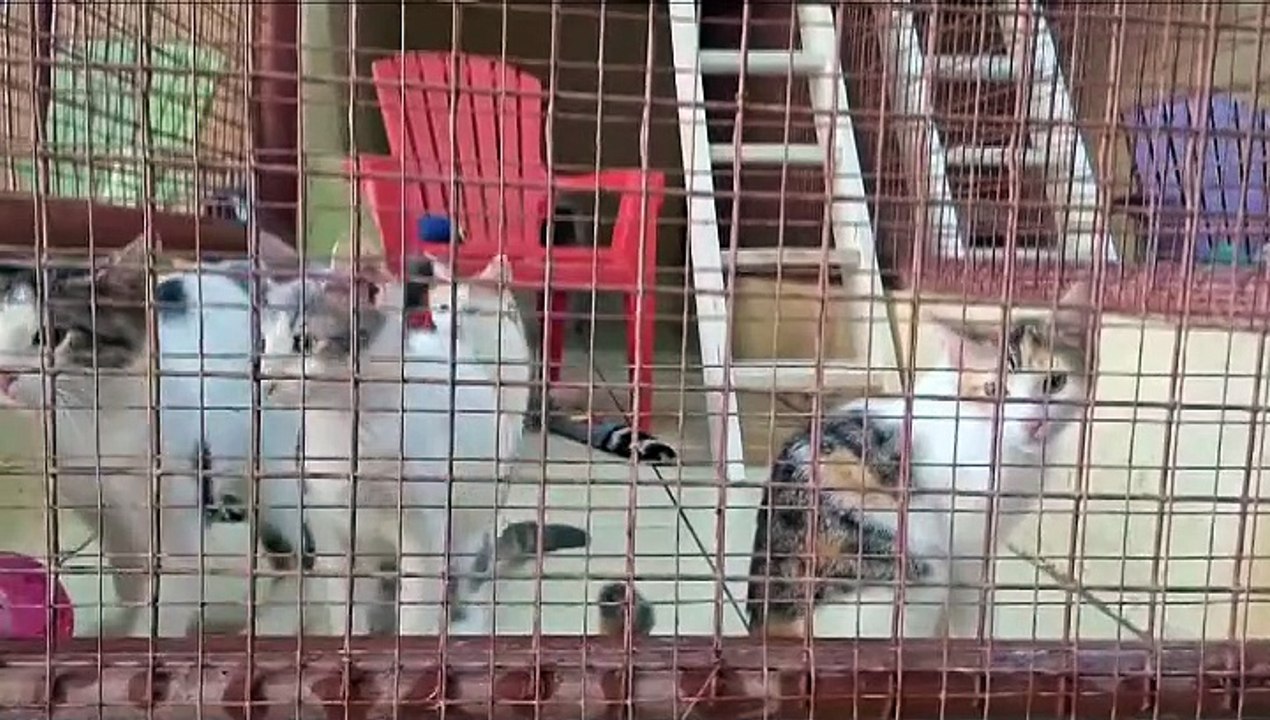 OVER 3000 ANIMALS ABANDONED; TTSPCA NEEDS $$