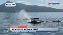 Heboh! Kemunculan Ikan Paus di Maumere NTT