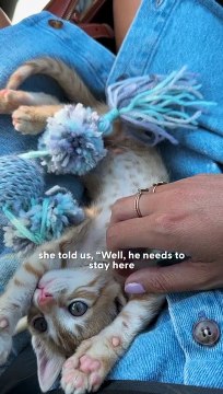 Happy National Kitten Day ❤️ This couple vacationing in Greece finds a tiny kitten and takes him back to their hotel ❤️