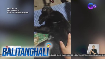 Itim na pusa, natagpuang patay matapos umanong pag-tripan ng lalaking natalo sa online game | Balitanghali