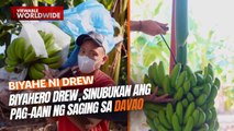 Biyahero Drew, sinubukan ang pag-aani ng saging sa Davao | Biyahe Ni Drew