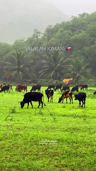 Salalah Oman 