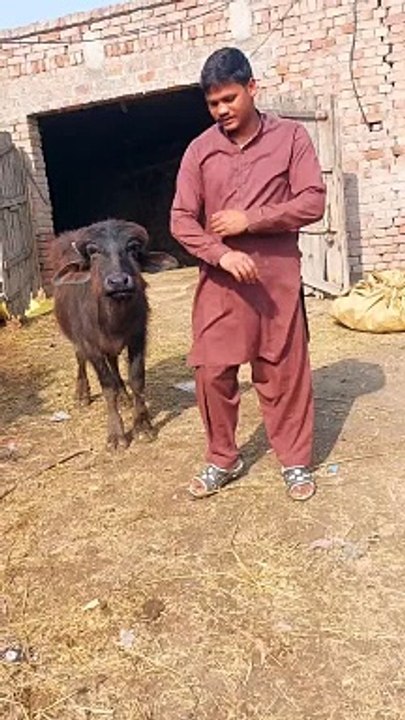 Real Love ❤️#arjun #loyal#love lo#animals #sultan #bull #cow #cow #bull #animals #sultan #arjun