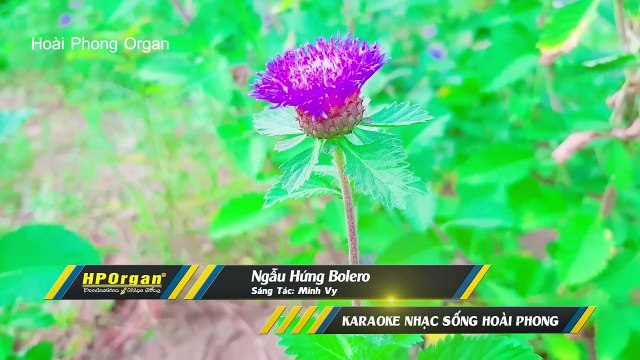 Karaoke Ngẫu Hứng Bolero Nhạc Sống Tone Nam Chuẩn - Hoài Phong Organ