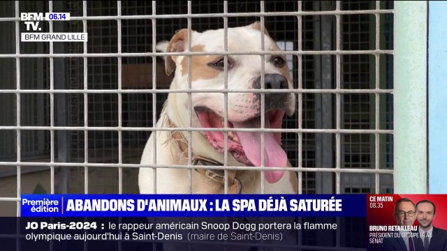 Avec l'été les abandons d'animaux se multiplient et les refuges de la SPA se retrouvent déjà saturés