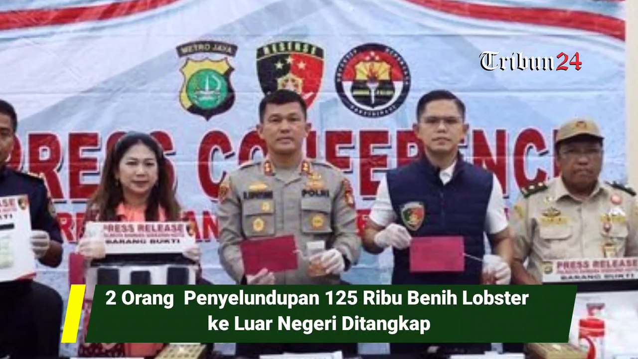 2 Orang  Penyelundupan 125 Ribu Benih Lobster ke Luar Negeri Ditangkap