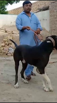 Pakistani huge bully dog ##