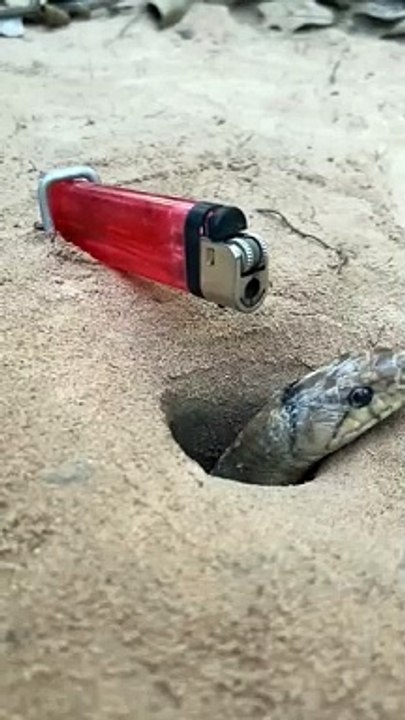 Snake easy finding  Snake video