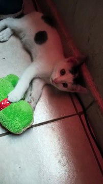 El Gato Pernanca Jugando Con Su Muñeco De Peluche Felino Feliz Y Contento #Animales Y #Mascotas