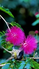 Travel and natural plasis mix chanal