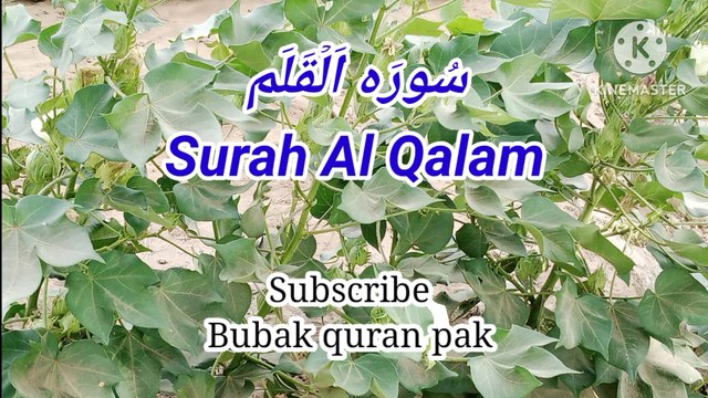 Surah Al Qalam | Tilawat quran pak | quran recitation | Bubak learn quran |