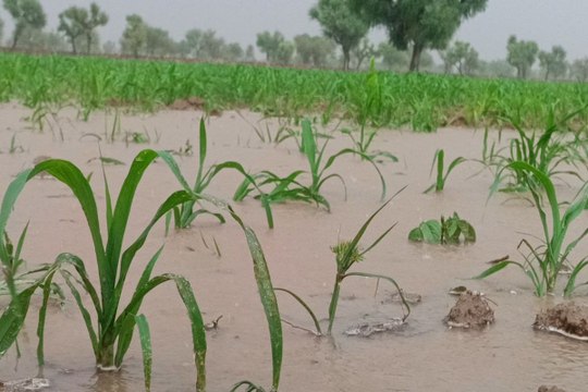 सावन सोमवार को तरनाऊ में झमाझम, किसानों के चेहरे खिले