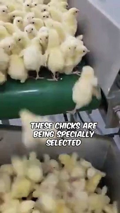 Lovely hen chiks