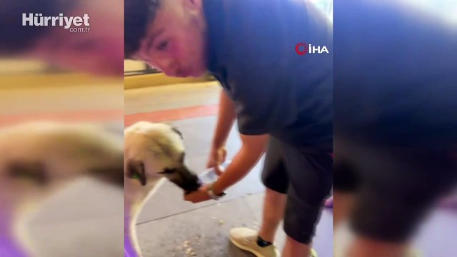 Yürekleri ısıtan görüntü: 17 yaşındaki genç, sokak köpeğine avcuyla su içirdi