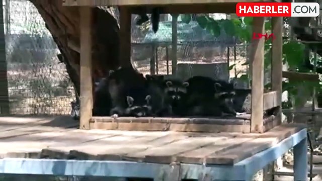Antalya Doğal Yaşam Parkı'nda Rakun Patlaması: 15 Yavru Dünyaya Geldi