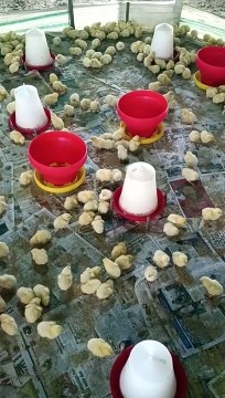 poultry murgi chas poultry farm businesses