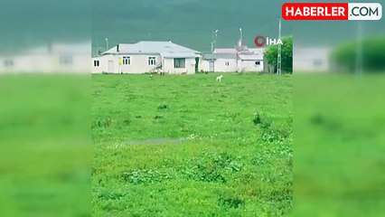 Aç kalan kurt şehir merkezine indi