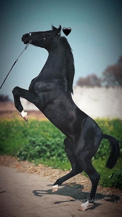Horse