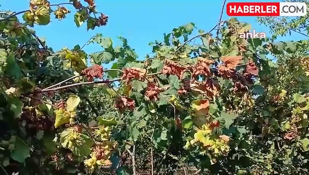 Fındık Üreticileri Fiyat Açıklaması Bekliyor