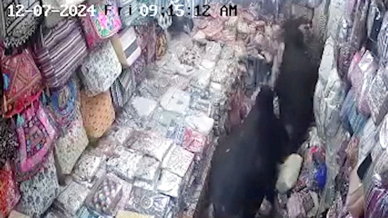 Wildbullen stürmen in den Laden und fangen Frauen ein