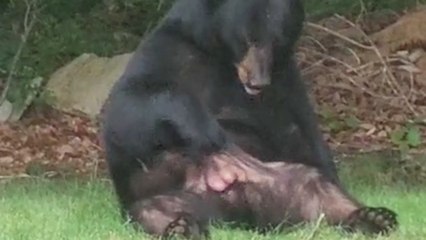 Chilled out bear sat in woman's garden