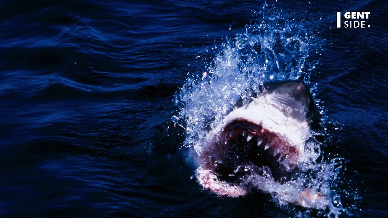 Dritter Hai-Angriff diesen Monat: 23-jähriger in Australien beim Surfen schwer verletzt