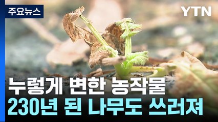 누렇게 변한 농작물...230년 된 나무도 쓰러져 / YTN