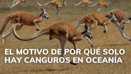 El motivo de por qué solo hay canguros en Oceanía