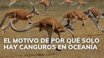El motivo de por qué solo hay canguros en Oceanía