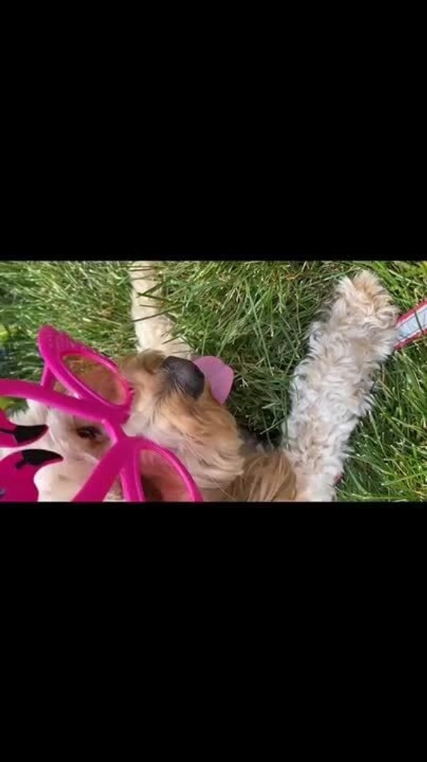 ⁣Dog Celebrates National Dog Day