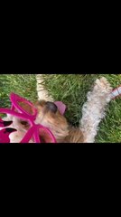 Dog Celebrates National Dog Day