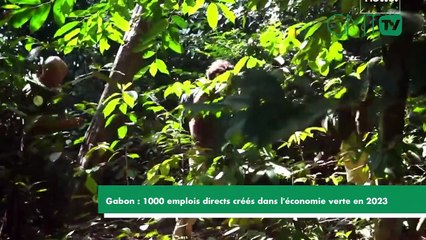 [#Reportage] Gabon : 1000 emplois directs créés dans l'économie verte en 2023