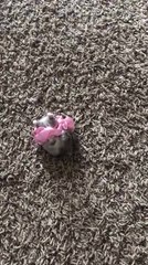 Hamster Walks Around Wearing Pink Hair Tie