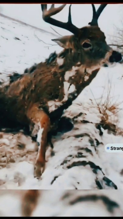 Shocking facts of snow falls | animals stuck in glacier | lives stuck in snow | freeze animals in snow