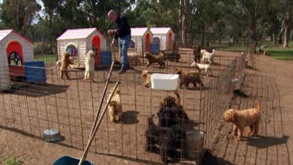 Homes needed for more than 250 puppies after closure