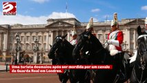 Mulher desmaia após ser mordida por cavalo da Guarda Real em Londres