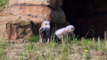 Cheetah cubs born at Yorkshire Wildlife Park released for first time