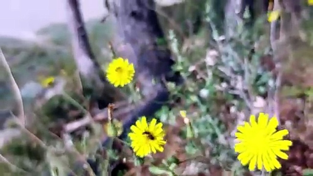El templo del Sol junto a la Playa del Torn